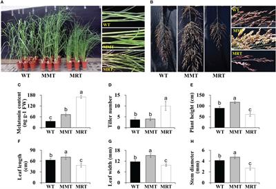 Overexpression of oHIOMT results in various morphological, anatomical, physiological and molecular changes in switchgrass